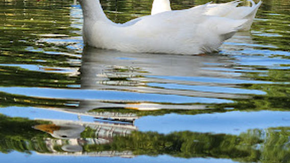 Hussein, the Great Park