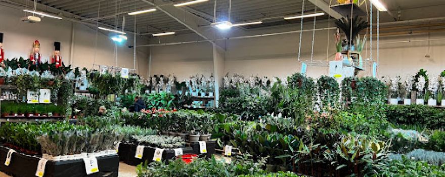 Billigblomst Kolding