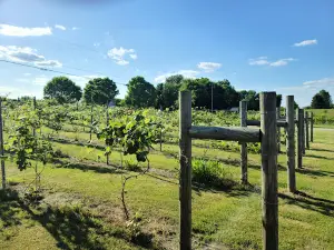 Bluegrass Vineyard