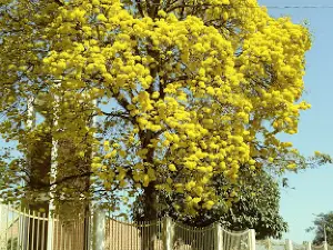 Paróquia Santa Rita de Cássia