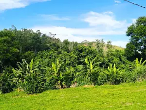 Horto Florestal