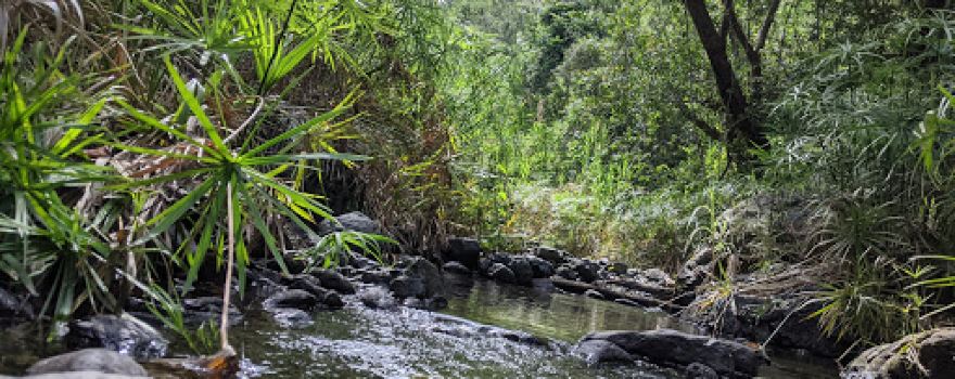 Bosque Estatal De Susua