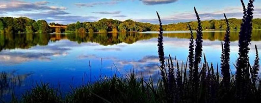Forêt de Tronçais