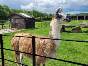 Graves Park Animal Farm