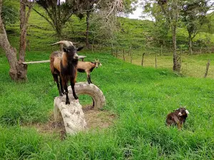Hacienda la Eliza, El Dovio Valle