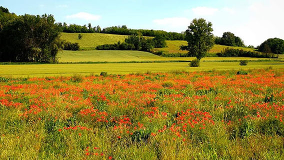 Panchina Gigante #92