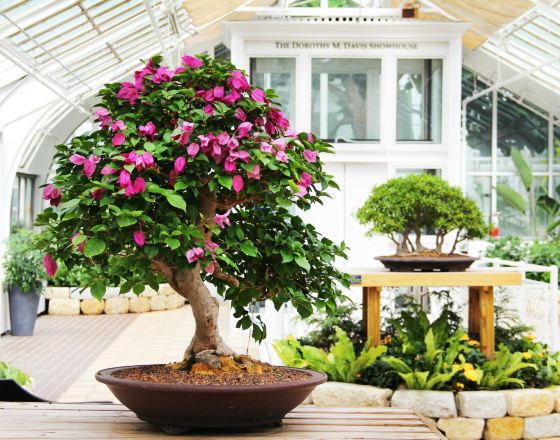 哥倫布 自由行套票