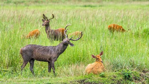 Bardiya National Park