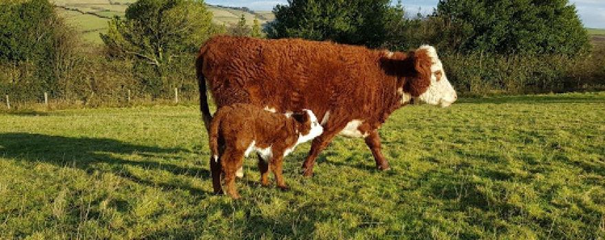 Clun Valley Organics /Brynmawr Farm