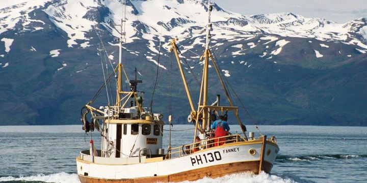 Salka Whale Watching