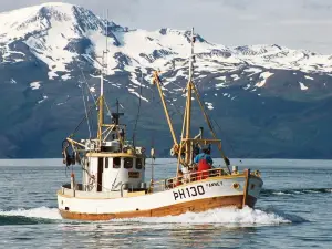 Salka Whale Watching