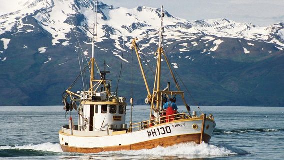 Salka Whale Watching
