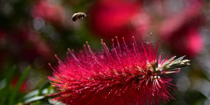 University of California Botanical Garden