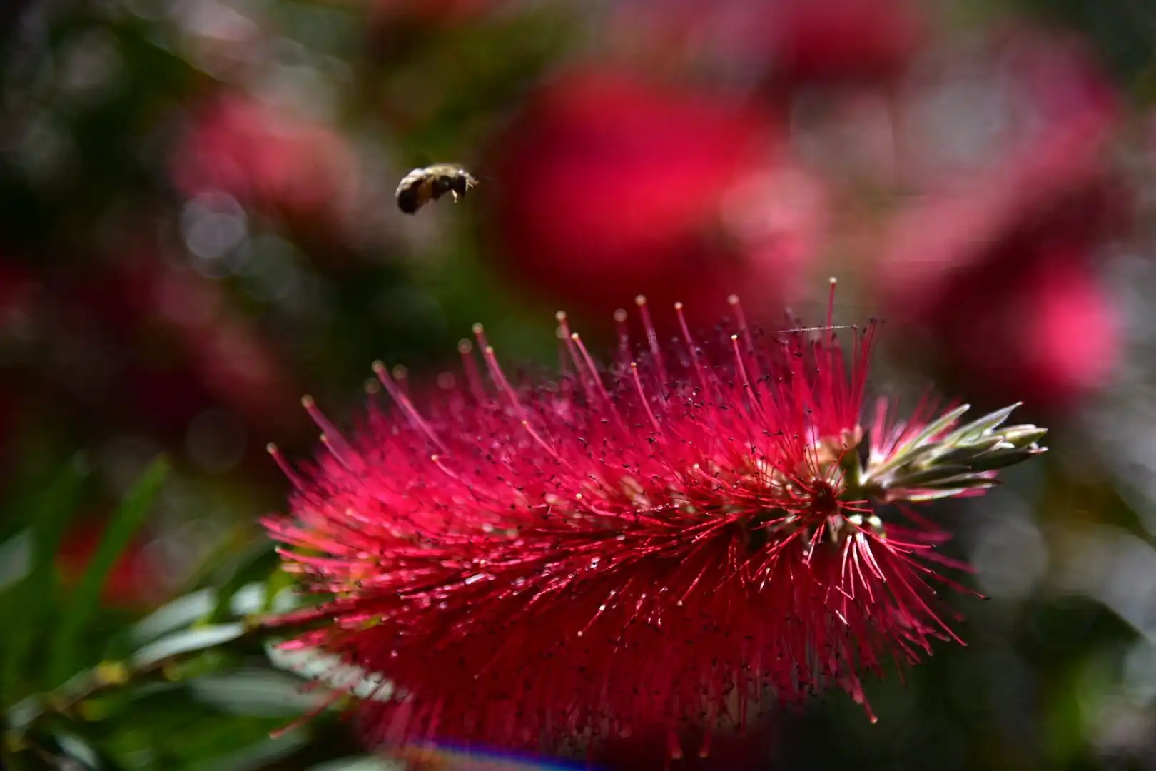 Hotels near University of California Botanical Garden