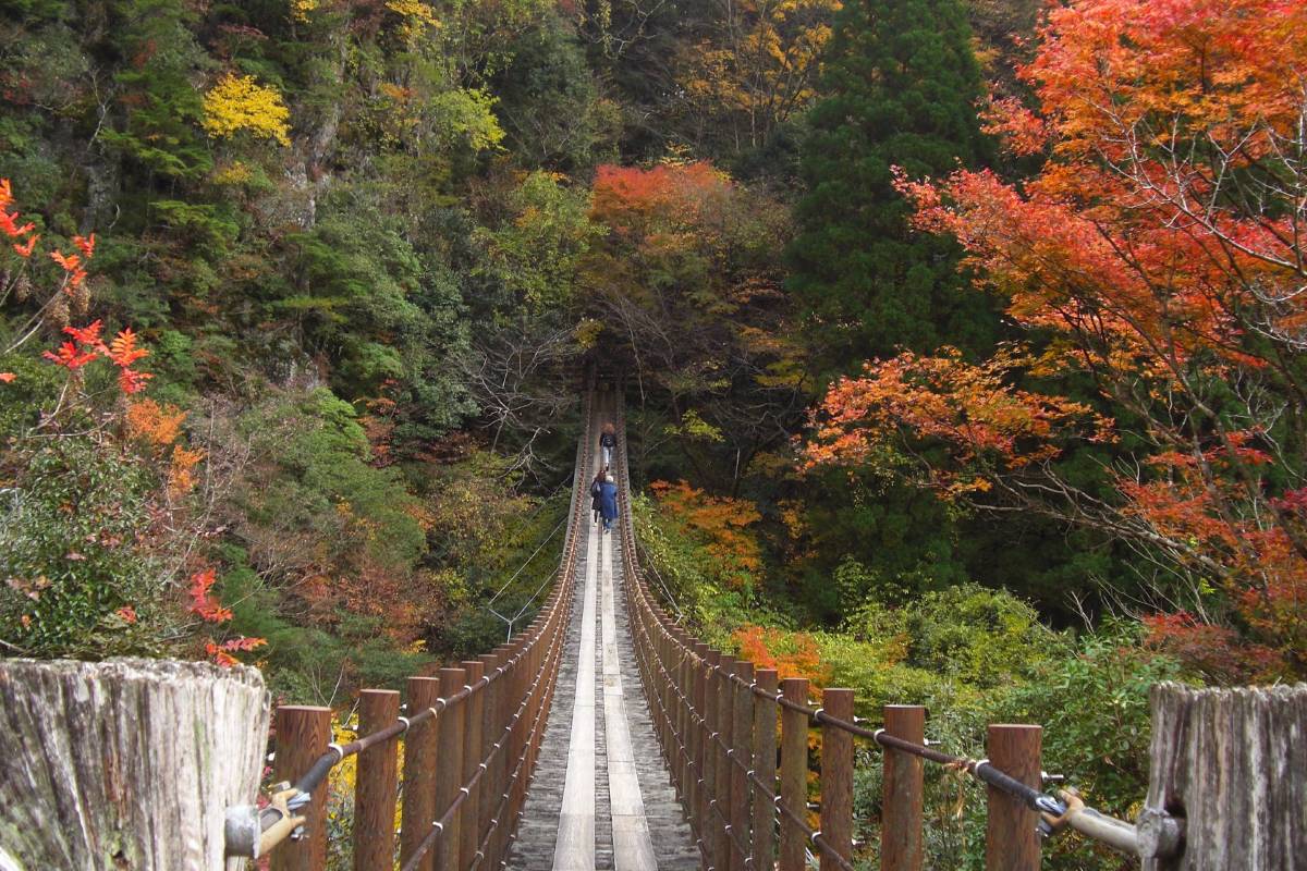 熊本紅葉景點 | 樅木吊橋