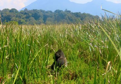 Provincia del Kivu Sud