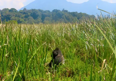 Sud-Kivu
