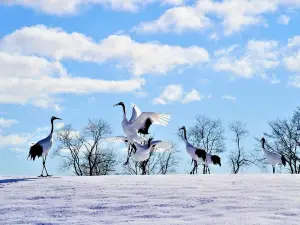 Tsurui-Itō Tanchō crane Sanctuary