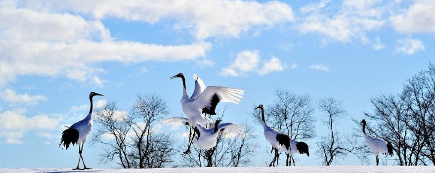 Tsurui-Itō Tanchō crane Sanctuary