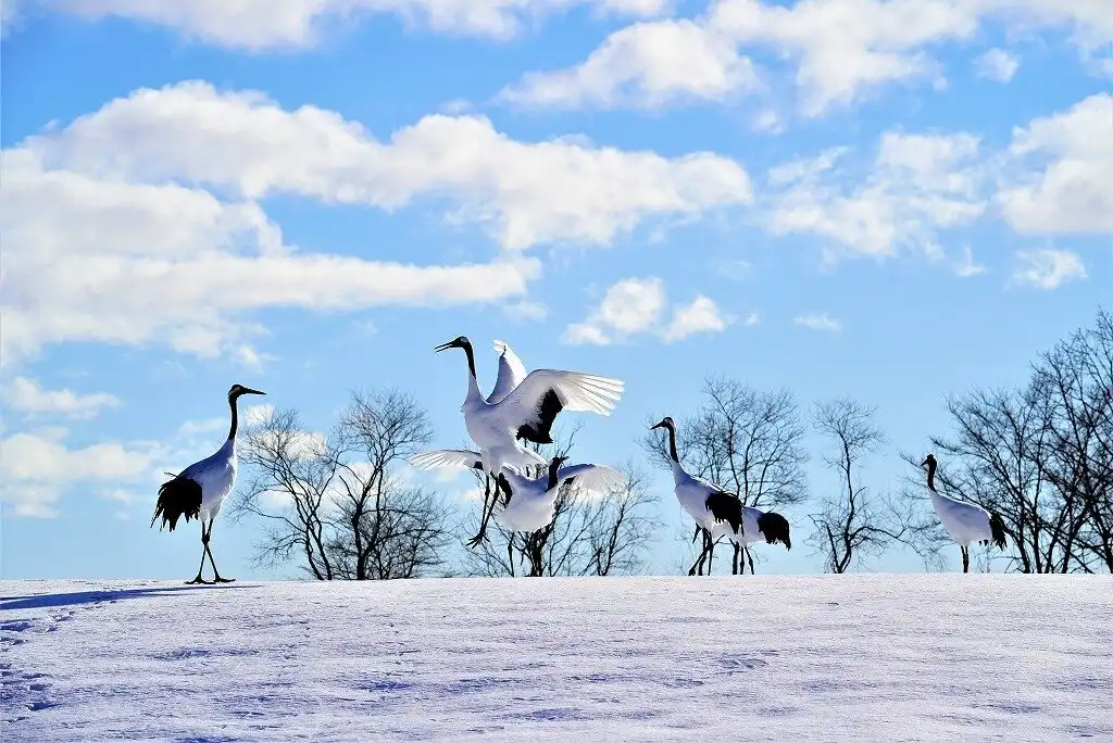 Hotels near Tsurui-Itō Tanchō crane Sanctuary