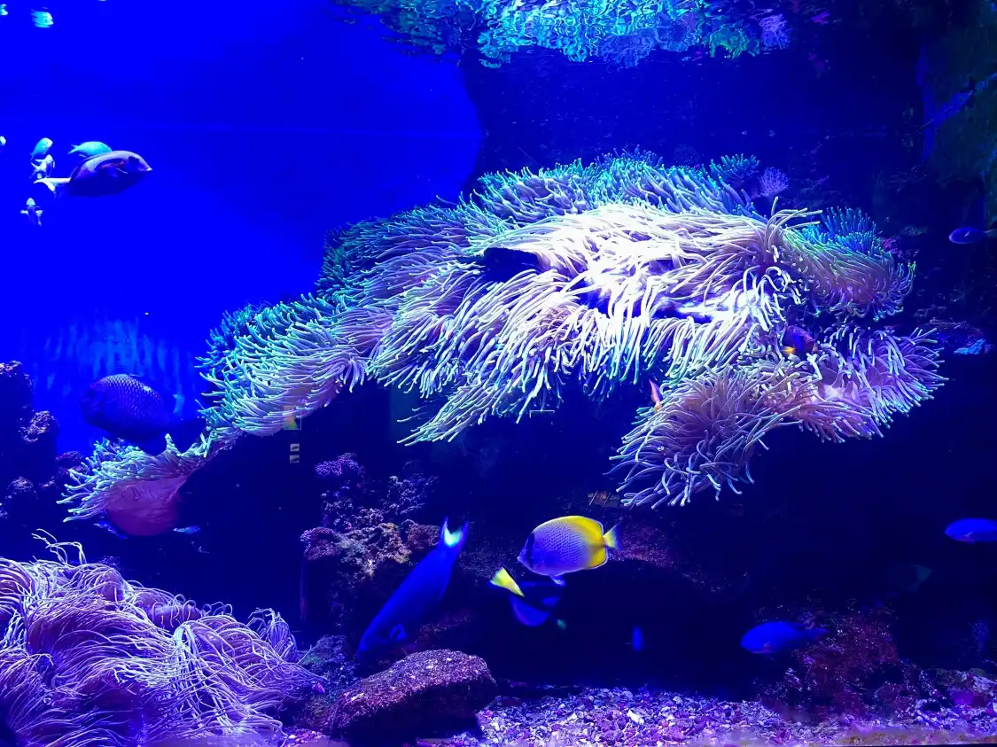 Hotel dekat Solitary Islands Aquarium