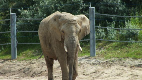 Old Zoo