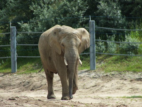 Old Zoo