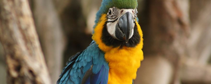 Park Zoo Reynou