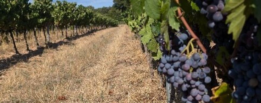 Domaine de Rimauresq