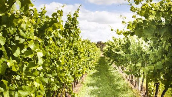 Lucinda Estate Wines