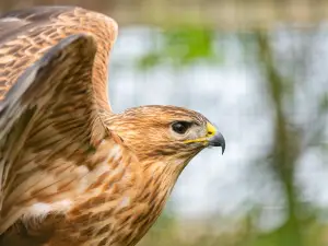 De Zonnegloed Animal Sanctuary vzw