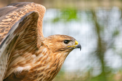 De Zonnegloed Animal Sanctuary vzw