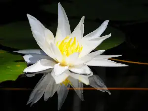 Delta du Fangu