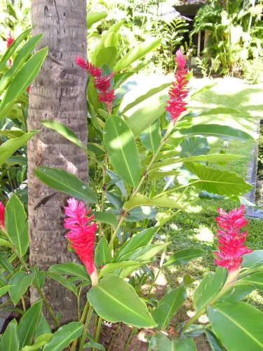 Lautoka