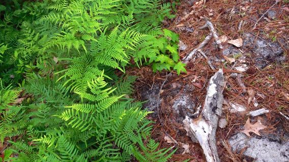 Great Bridge Lock Park