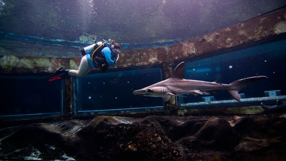 Shark Tank Scuba