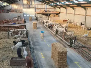Alpaca International