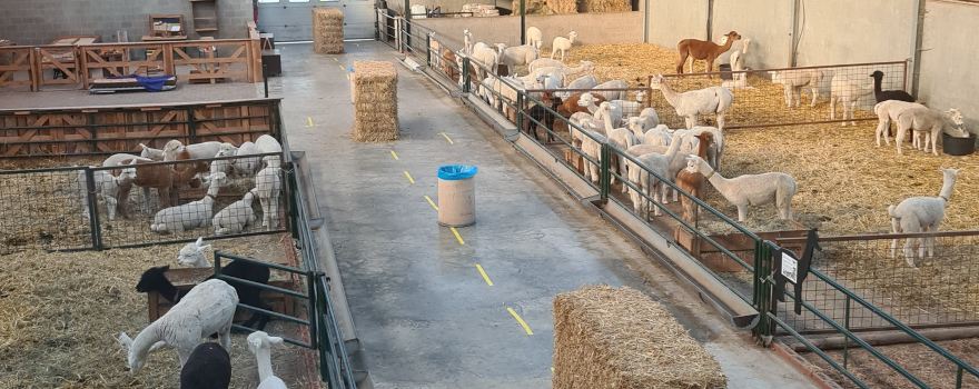 Alpaca International