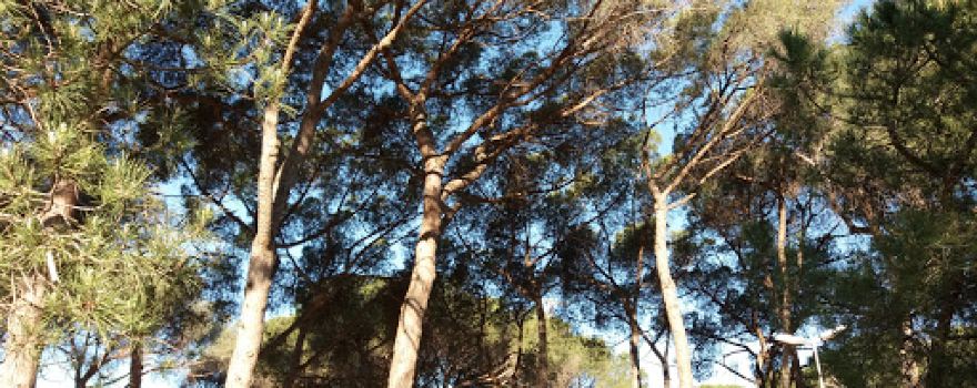 Parc dels Pinetons