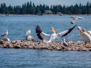 Pigeon Lake