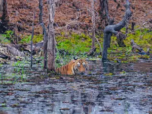 Gothangao Gate Umred pouni Karhandla Wildlife Sanctuary