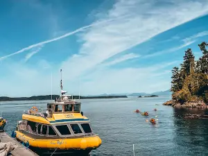 Prince of Whales - Whale & Marine Wildlife Adventures Telegraph Cove