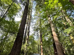 Belfair State Park