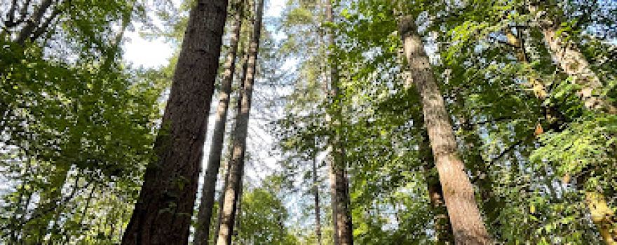 Belfair State Park