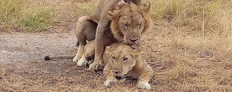 Queen Elizabeth National Game Park