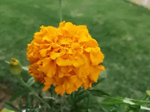 Aliwala Ground
