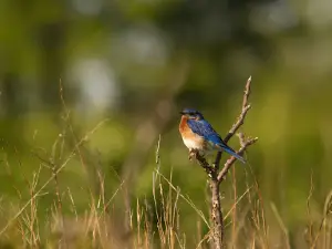 Green River State Wildlife Management Area