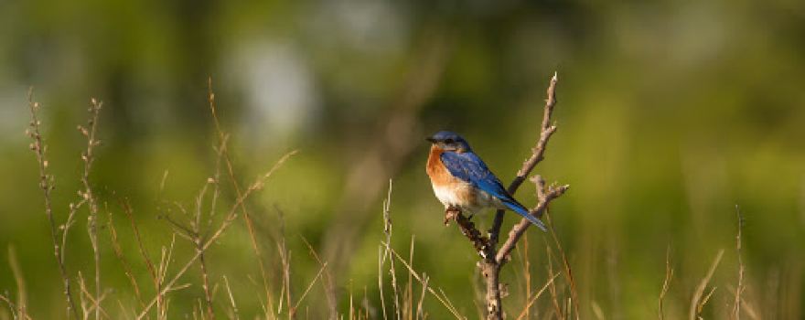 Green River State Wildlife Management Area