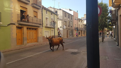 Plaza de Toros LA UTIELANA.