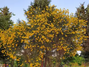Moalem Park